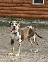 Catch, a male Catahoula Leopard Dog for sale in Oak Harbor, WA – Photo 3 of 3