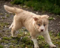 Salt, a male Border Collie for sale in Oak Harbor, WA – 10 of 10