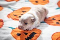 ABCA Ginger, a female Border Collie for sale in Oak Harbor, WA – 7 of 10
