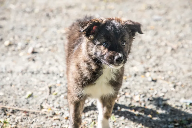 Pepper Ann ABCA registered  – Border Collie puppy for sale in Oak Harbor, WA