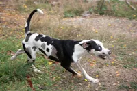 Pharin, a female Catahoula Leopard Dog for sale in Oak Harbor, WA – 4 of 10