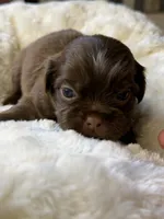 Espresso, a female Shih Tzu for sale in Danville, VA – 5 of 5