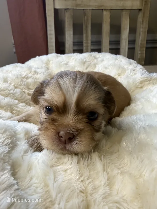 Maxwell – Shih Tzu puppy for sale in Danville, VA