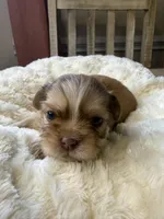 Maxwell, a male Shih Tzu for sale in Danville, VA – 1 of 5