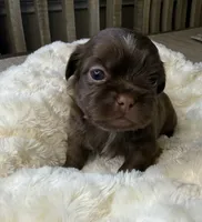 Espresso, a female Shih Tzu for sale in Danville, VA – 3 of 5