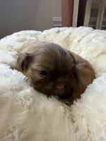 Matcha, a male Shih Tzu for sale in Danville, VA – 5 of 5