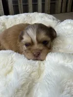Maxwell, a male Shih Tzu for sale in Danville, VA – 5 of 5