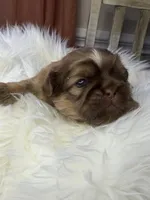 Hamilton , a male Shih Tzu for sale in Danville, VA – Photo 2 of 4