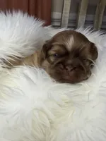 Hamilton , a male Shih Tzu for sale in Danville, VA – Photo 1 of 4