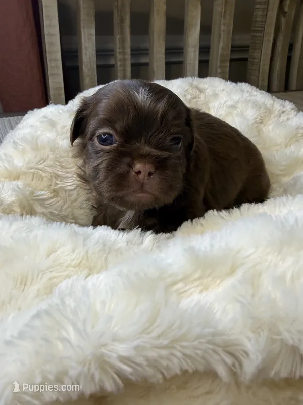 Espresso – Shih Tzu puppy for sale in Danville, VA