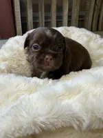 Espresso, a female Shih Tzu for sale in Danville, VA – 1 of 5