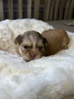 Maxwell, a male Shih Tzu for sale in Danville, VA – 2 of 5