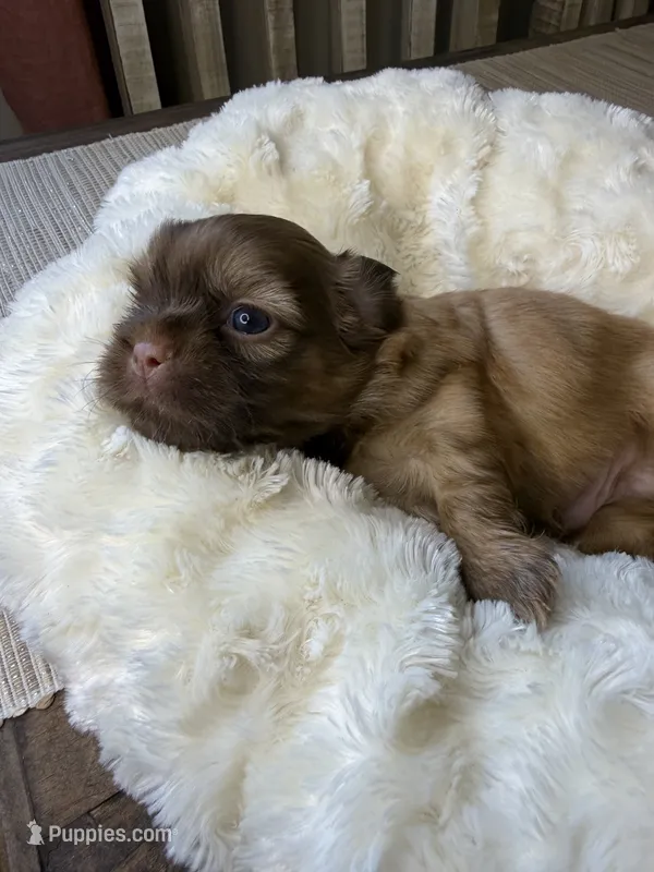 Matcha – Shih Tzu puppy for sale in Danville, VA