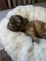 Matcha, a male Shih Tzu for sale in Danville, VA – 1 of 5