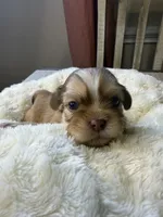 Maxwell, a male Shih Tzu for sale in Danville, VA – 3 of 5