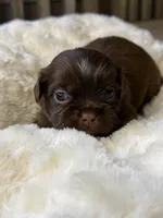 Espresso, a female Shih Tzu for sale in Danville, VA – 2 of 5
