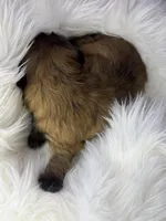 Maple, a female Shih Tzu for sale in Danville, VA – Photo 4 of 4