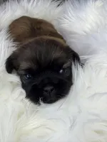 Maple, a female Shih Tzu for sale in Danville, VA – Photo 2 of 4