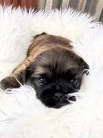 Maple, a female Shih Tzu for sale in Danville, VA – Photo 1 of 4