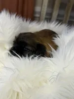 Maple, a female Shih Tzu for sale in Danville, VA – Photo 3 of 4