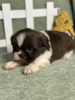 CKC Boy 1, a male Shih Tzu for sale in Conroe, TX – 2 of 4