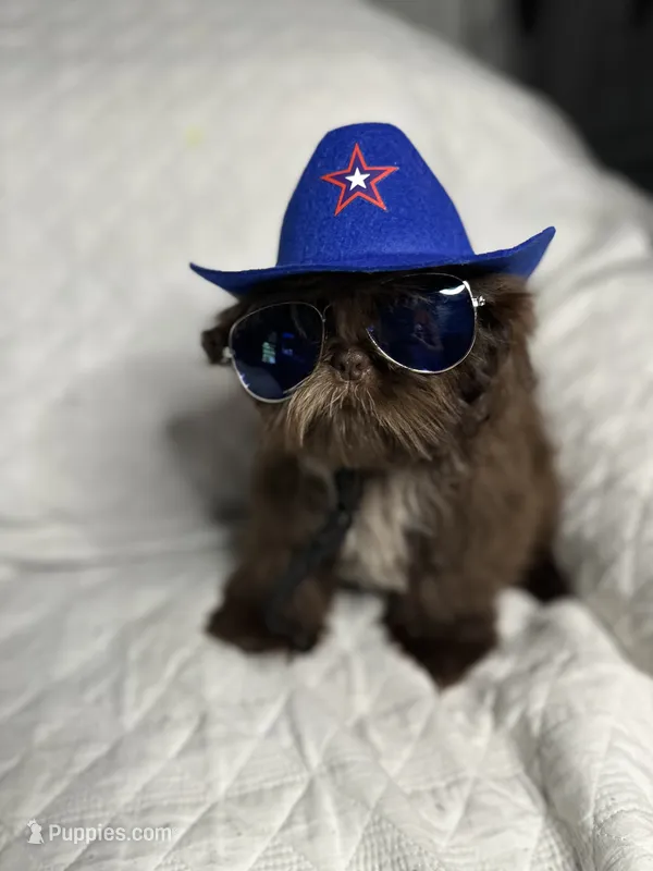 CKC Boy 2 – Shih Tzu puppy for sale in Conroe, TX