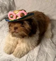 CKC Girl, a female Shih Tzu for sale in Conroe, TX – 2 of 5