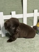 CKC Boy 2, a male Shih Tzu for sale in Conroe, TX – 3 of 5