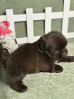 CKC Boy 2, a male Shih Tzu for sale in Conroe, TX – 4 of 5