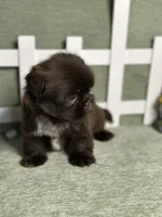 CKC Boy 2, a male Shih Tzu for sale in Conroe, TX – 2 of 5