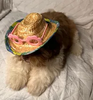 CKC Girl, a female Shih Tzu for sale in Conroe, TX – 4 of 5