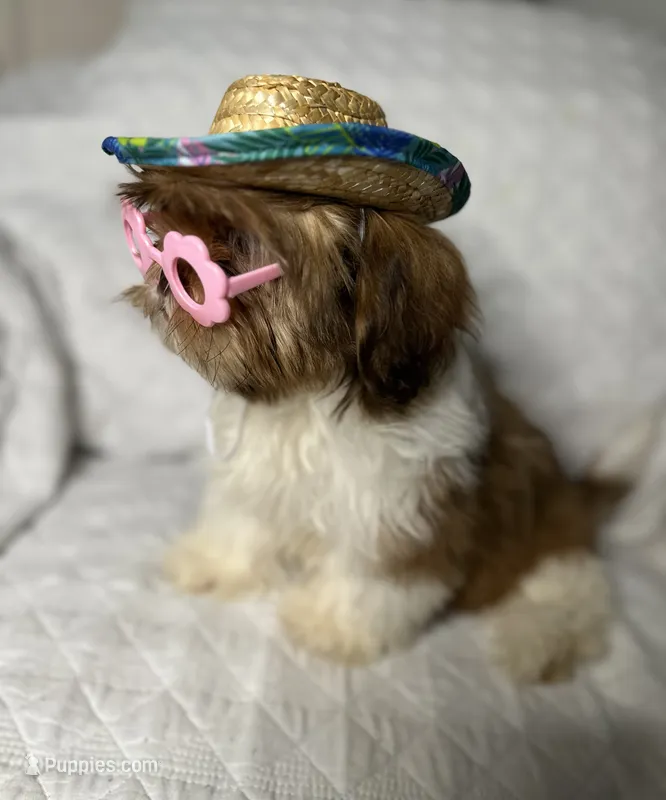 CKC Girl – Shih Tzu puppy for sale in Conroe, TX