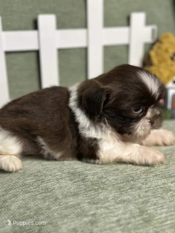 CKC Boy 1 – Shih Tzu puppy for sale in Conroe, TX