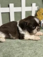 CKC Boy 1, a male Shih Tzu for sale in Conroe, TX – 1 of 4