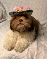 CKC Girl, a female Shih Tzu for sale in Conroe, TX – 5 of 5