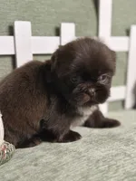 CKC Boy 2, a male Shih Tzu for sale in Conroe, TX – 5 of 5