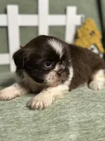 CKC Boy 1, a male Shih Tzu for sale in Conroe, TX – 3 of 4