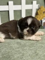 CKC Boy 1, a male Shih Tzu for sale in Conroe, TX – 4 of 4