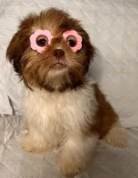 CKC Girl, a female Shih Tzu for sale in Conroe, TX – 3 of 5
