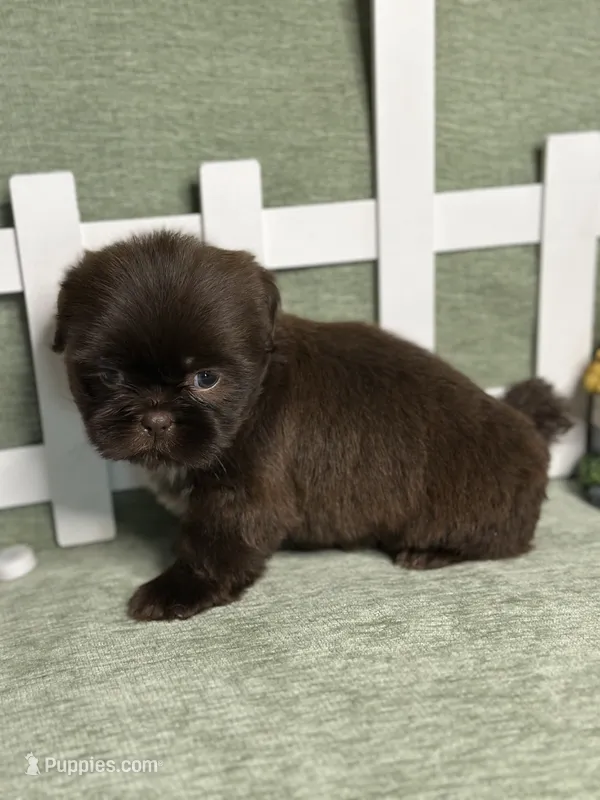 CKC Boy 2 – Shih Tzu puppy for sale in Conroe, TX