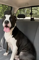 Tibbies, a female American Pit Bull Terrier for sale in Pineville, LA – 2 of 2