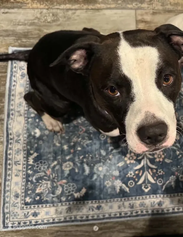 Tibbies – American Pit Bull Terrier puppy for sale in Pineville, LA