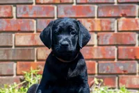 Brown, a female Labrador Retriever for sale in Adairsville, GA – Photo 2 of 2