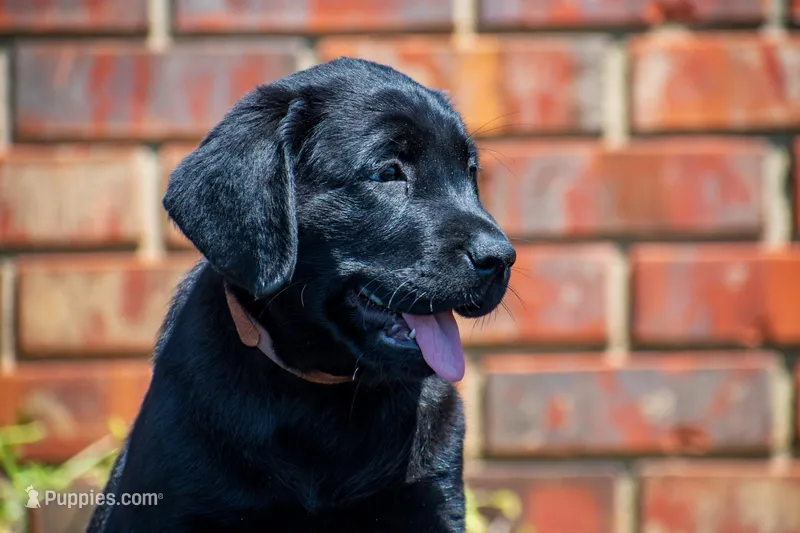 Brown, a female Labrador Retriever for sale in Adairsville, GA – Photo 1 of 2