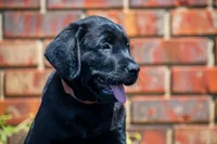 Brown, a female Labrador Retriever for sale in Adairsville, GA – Photo 1 of 2