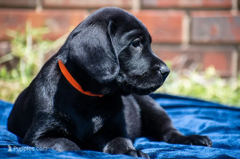 Orange – Labrador Retriever puppy for sale in Adairsville, GA