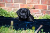 Light brown, a female Labrador Retriever for sale in Adairsville, GA – Photo 5 of 6