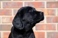 Light brown, a female Labrador Retriever for sale in Adairsville, GA – Photo 2 of 6
