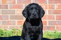 Light brown, a female Labrador Retriever for sale in Adairsville, GA – Photo 3 of 6