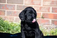 Light brown, a female Labrador Retriever for sale in Adairsville, GA – Photo 6 of 6